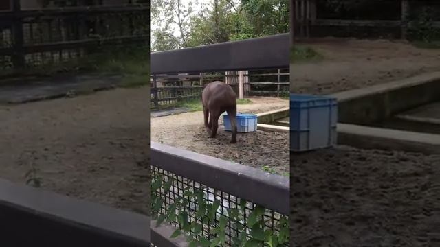 Brazilian tapir（ブラジルバク：Tapirus terrestris） смотреть онлайн