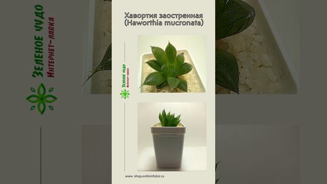 Хавортия заостренная#shorts_video смотреть онлайн