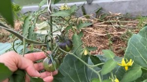 Почему не завязываются томаты. Главные причины и как это исправить