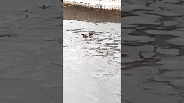 природа,речка,сойки