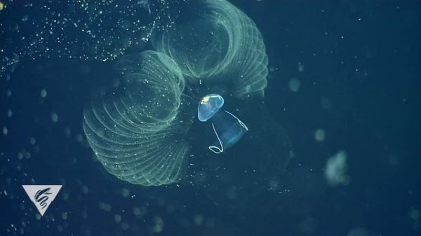 ОБОЛОЧНИКИ | Недооцененные хордовые