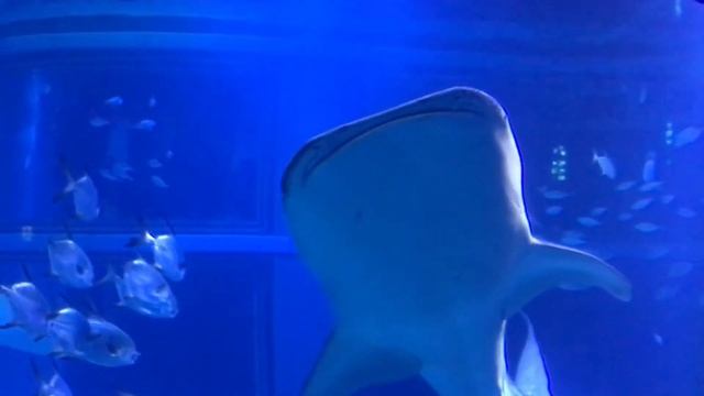 АКВАРИУМ ОСАКА