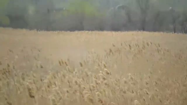 Лягушки празднуют свадьбы смотреть онлайн