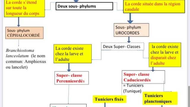 Zoologie L2 Snv : procordés смотреть онлайн