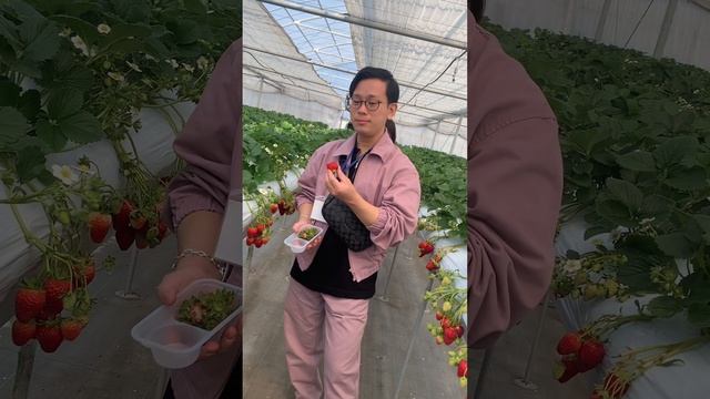 30menit Makan Strawberry Spuas Nya #japanfood #vlogjepang #japan