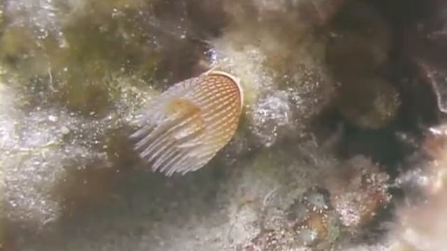Coral Reef Animals: Red Spotted Horseshoe Worm смотреть онлайн