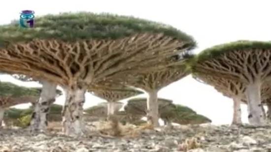 Драконово дерево (Драконник) смотреть онлайн