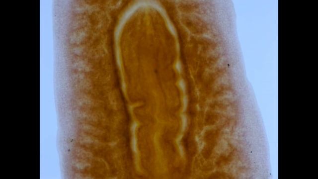 Планария-кишечник.