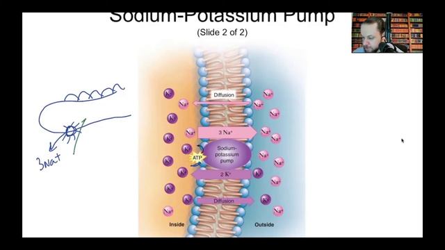Graded Potential, Sodium Potassium ATPase Pump, Circulation, Motor, Sensory, CMS Assessment смотреть онлайн