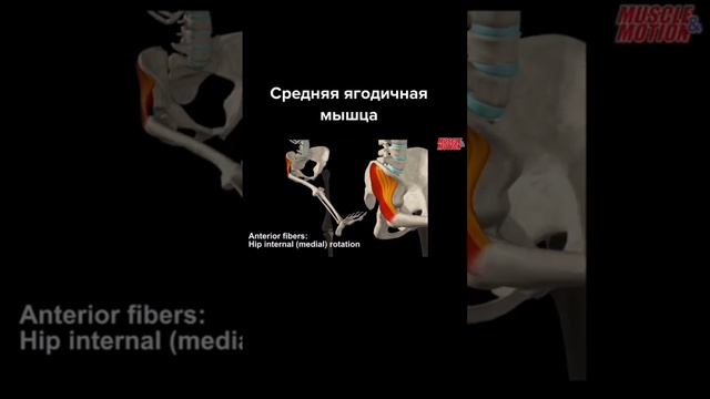 НЕ ЗАБЫВАЙ УКРЕПЛЯТЬ ЕЕ❗ смотреть онлайн