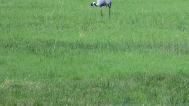 Common Crane / Grus grus 3 смотреть онлайн