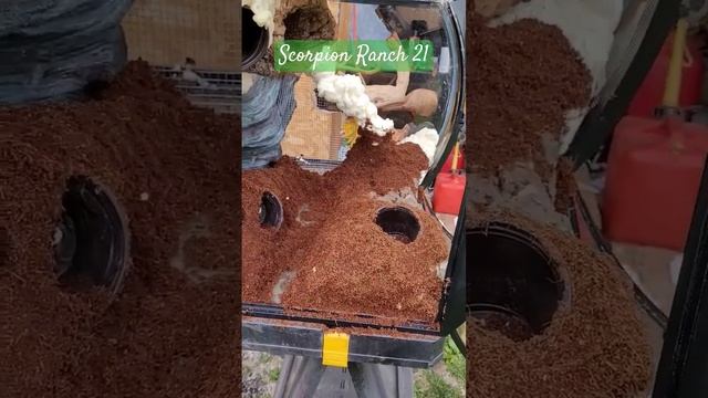 Paladarium Build Progress Short #terrarium #liveplants #reptiles #amphibians #aqualife #terrascape