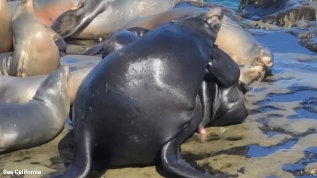 Sea Lion Mating Dream 3 - Your Love? Your Mating? What are you dreaming about... смотреть онлайн