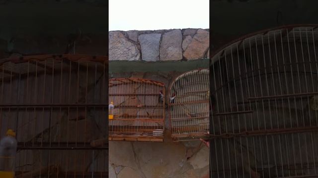 Galo de campinas de ordem смотреть онлайн