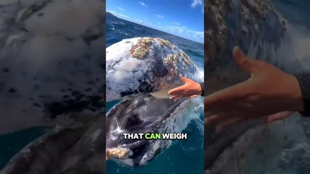 Baleia The Majestic Giants of the Ocean#whales #baleias #marinelife #oceangiants #seacreatures смотреть онлайн