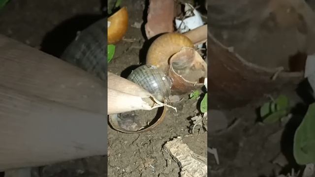 Cute Snail Shell смотреть онлайн