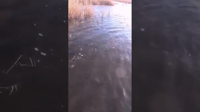 Утопил ружьё, настрелял кучу утки! 4 серия смотри на канале Курцхаары из Коробки смотреть онлайн