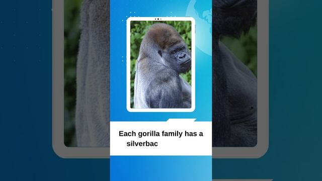 INFORMATION ABOUT GORILLAS | INTERESTING FACTS ABOUT GORILLAS | WILDLIFE|GORILLA|SILVERBACK GORILLA