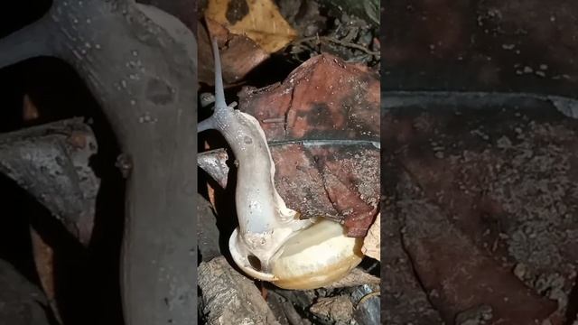 Asia Trump Snail #snail #country #petsnail #nature