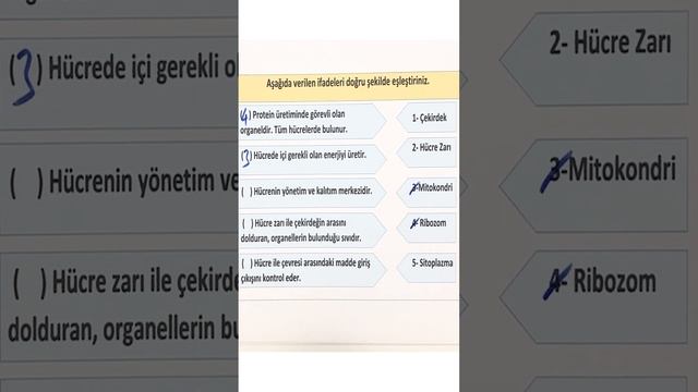 7.Sınıf Fen Bilimleri 2.Ünite Hücre ve Bölünmeler | Organeller смотреть онлайн