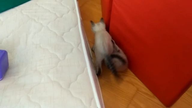 Котята разыгрались смотреть онлайн
