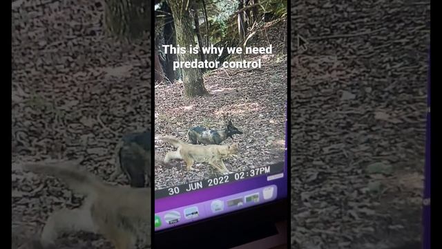 Black and Brown Coyote with newborn fawn 🦌 in his mouth. смотреть онлайн