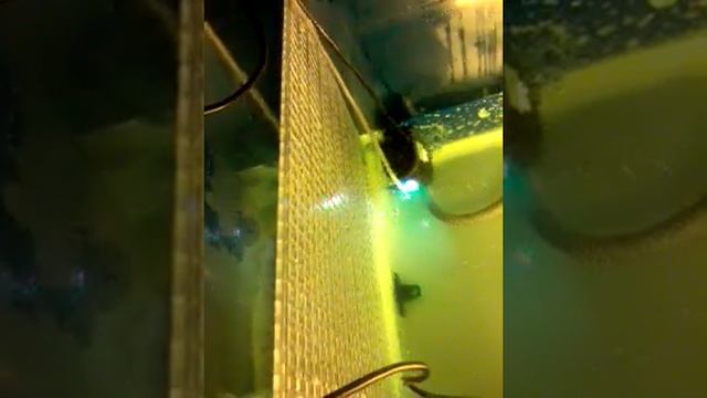 arowana with swim bladder problem.... смотреть онлайн