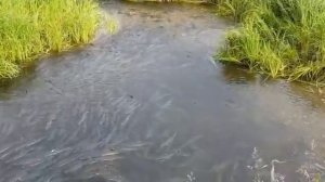 Нерест лосося на Камчатке