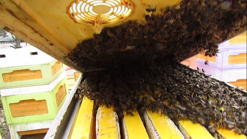 полный отказ от вощины и рамок из дерева - часть 14 - пчелы собрались в клуб 13.11.2024 смотреть онлайн