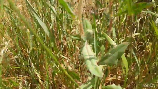 ОТ КОРМЛЕНИЯ ГРУДЬЮ МАЛЫШЕЙ И ДО АСТЕНИИ ПОЖИЛЫХ ЛЮДЕЙ, в помощь вам трава Осот. Лектравы в огороде