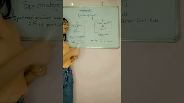 Gametogenesis | Spermatogenesis | Oogenesis | Class 12th Human Reproduction