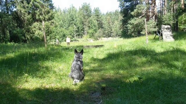 Второй этап онлайн соревнований по обидиенс DynamicCup Faleser Hogland Ester 2года 1мес Выдержка смотреть онлайн
