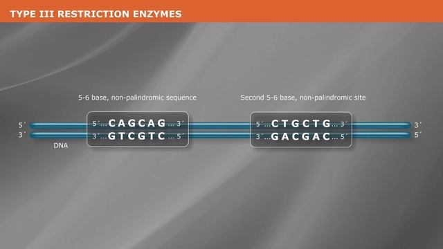 What is a Type III Restriction Enzyme? смотреть онлайн