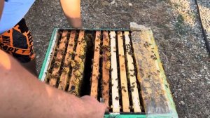 Пчёлы бакфаст селекции Пола Юнгельса