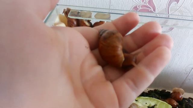 Мои улитки ахатины смотреть онлайн