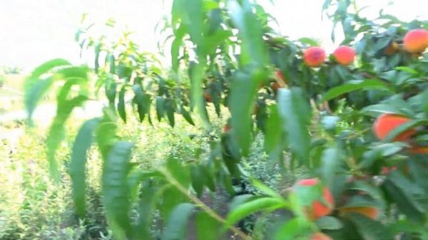 30-летнее дерево персика ИФТИХОР