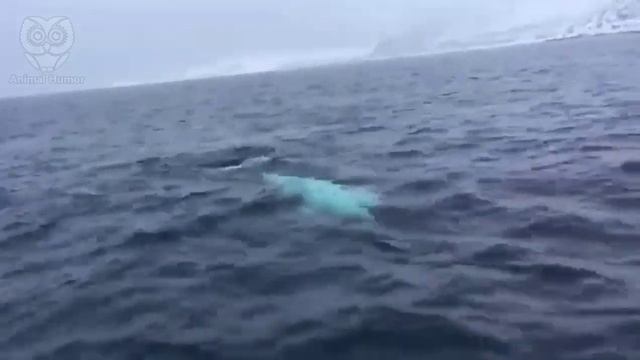 Белуха из дикой природы играет в мяч с людьми.