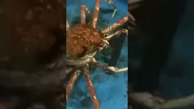 Японский краб-паук - вид ракообразных из инфраотряда крабов.