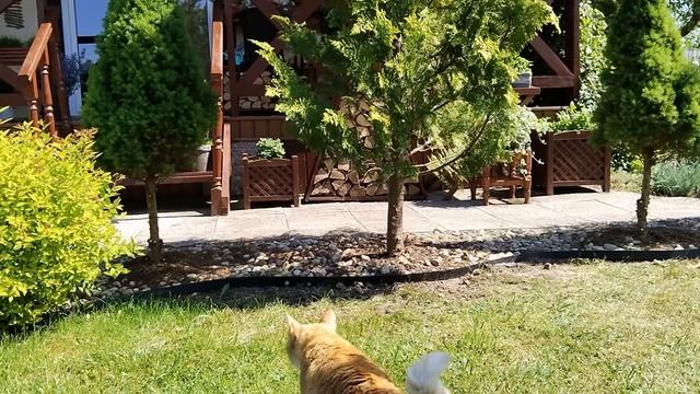Жить Красиво - это Труд🍓🏠 Украшаем Повседневность 🌲🌳Обрезка хвойных. Стрижка спиреи. #garden #сад