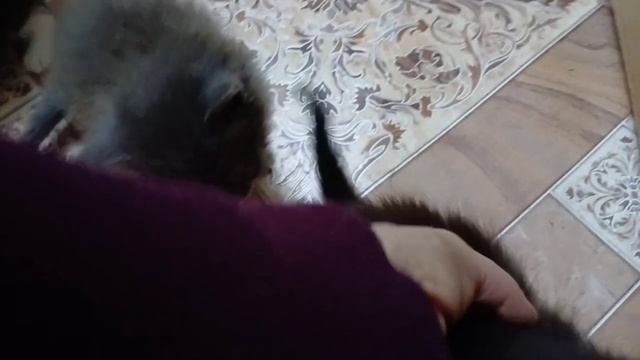 Котята - отдаем даром в добрые руки смотреть онлайн