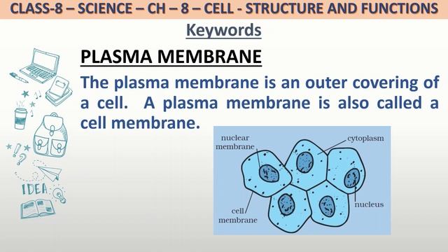 Definition of Plasma membrane for class 8 science. смотреть онлайн