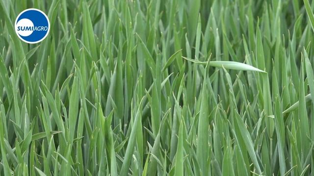 ❓ 🌾 Чи доцільно застосовувати гербіцид на озимій пшениці з осені? смотреть онлайн