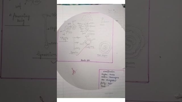 Study about Solanaceae family - PETUNIA alba.// Biology Practical// Class 11 смотреть онлайн