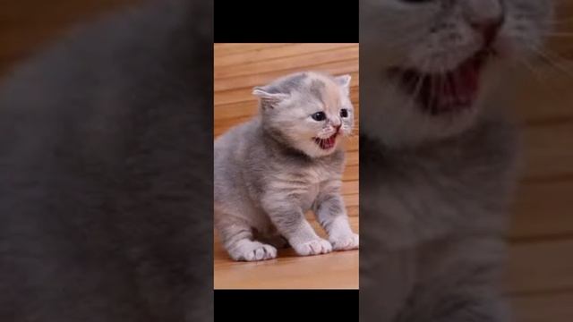 Милые КОТЯТА