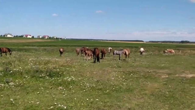 Прогулка лошадей смотреть онлайн