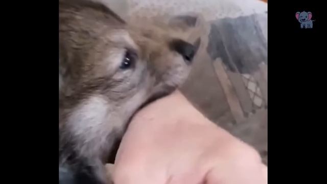A stray wolf puppy froze in the middle of a snowstorm, everyone thought it was dead until... смотреть онлайн