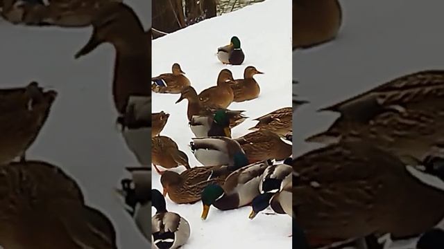 ПРИКОРМ ПТИЦ ЗИМОЙ. смотреть онлайн