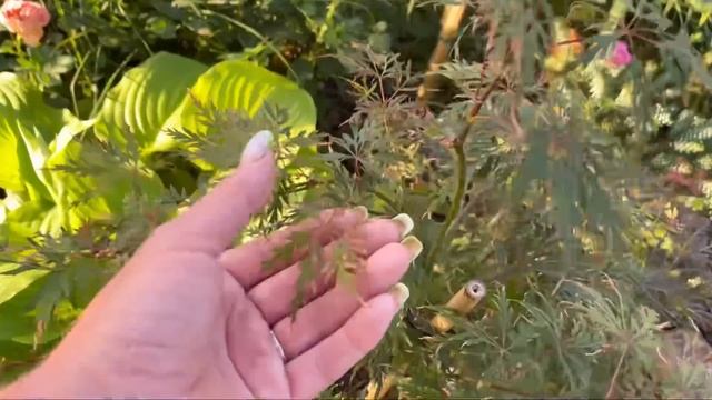 Прогулка по саду 20 июля