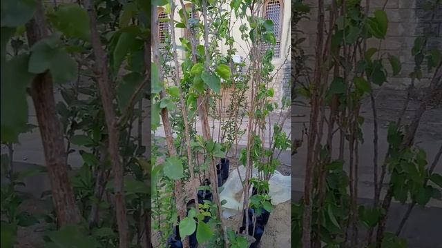 زراعة المشمش