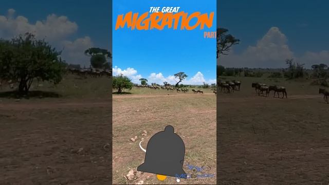 The Great Migration #MaraRiver #Tanzania #AfricanSafari #wildebeestMigration #greatmigration #safar